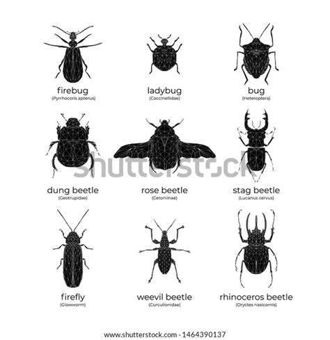 Vector Set Black Bugs Beetles Low Stock Vector Royalty Free 1464390137