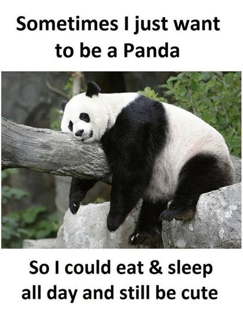 15 Incredibly Funny Panda Memes Panda Funny Funny Panda Pictures