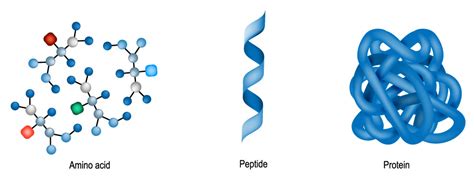 50 Year Mystery Of Protein Folding Solved By Ai