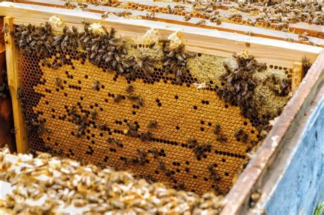 How Long Does It Take Bees To Fill A Brood Box Bee Keeper Facts Beekeeping For Beginners