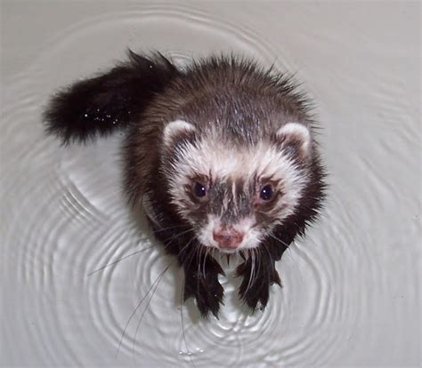 Ferrets In The North Soapy Stoat Bathing Your Ferret