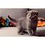 Animals Cats Kittens Cute Eyes Babies Wallpapers HD / Desktop And 