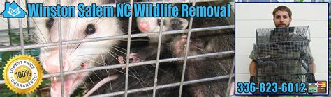 Cleardefense pest control is awesome! Winston Salem Animal Removal, Wildlife Exterminator North ...