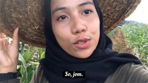 Balai penelitian tanaman serealia maros. Penuaian Hasil Tanaman Jagung - YouTube