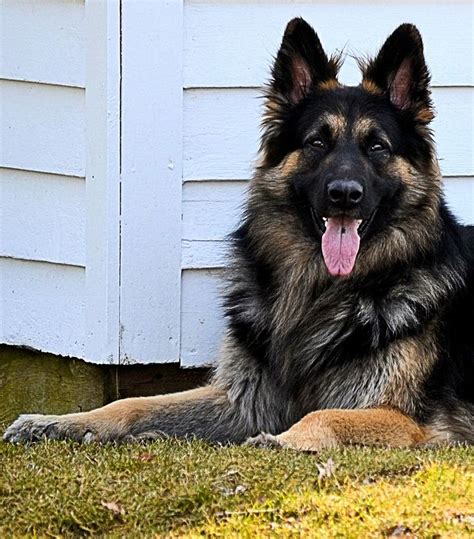 1000 Images About Shiloh Shepherds On Pinterest Coats Pet News And