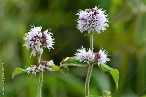 Water Mint Mentha Aquatica A Plant Of Wet Conditions With Pale
