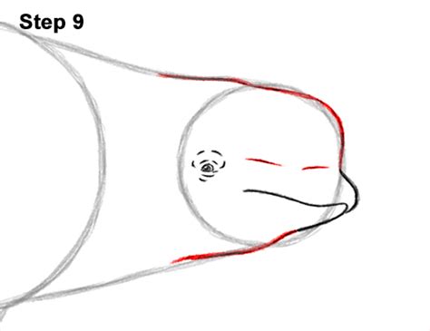 How To Draw A Beluga Whale Video And Step By Step Pictures