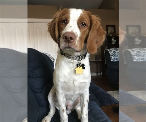 Members strive to keep the brittany forever a dual dog, by following these. View Ad: Brittany Puppy for Sale near Oregon, SALEM, USA. ADN-130448