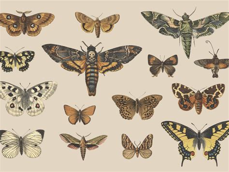 Butterflies And Moths Vintage Illustrations By Graphic Goods On Dribbble