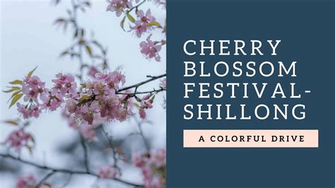 Shillong Cherry Blossoms And The Festival Around It