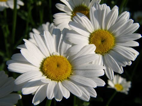 Close Up Photo Of White Daisy Flower Daisies Hd Wallpaper Wallpaper