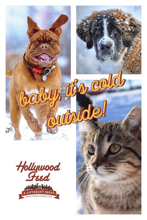 Your Pets Should Be Brought Inside When The Temperature Drops Read