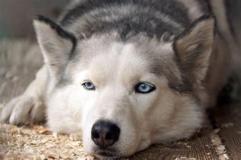 Siberian husky dog breed information including pictures, training, behavior, and care of siberian huskies and breed mixes. Alaskan Husky Free Stock Photo - Public Domain Pictures