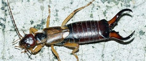 Operations manager at bon voyage pest control. Pest Gallery -Bon Voyage Pest Control, Inc.