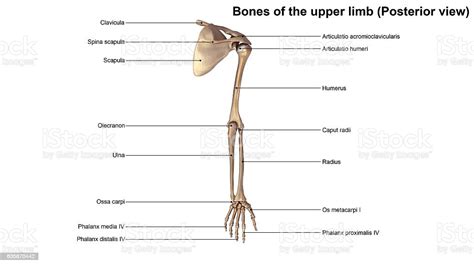 Bones Of The Upper Limb Stock Photo Download Image Now Anatomy