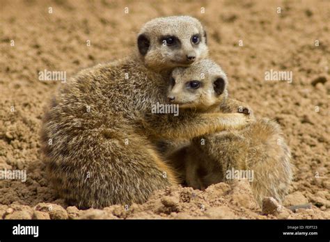Meerkat Hug Stock Photo Alamy