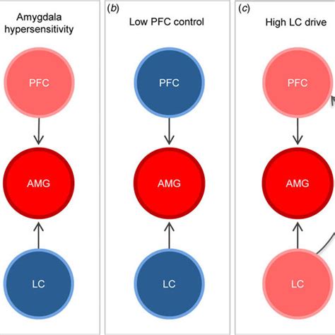 A Despite High Pfc Control Increased Amygdala Amg Response Occurs