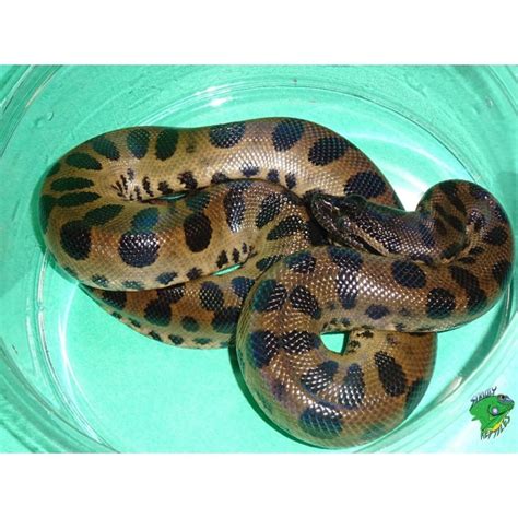 Green Anaconda Baby Strictly Reptiles Inc