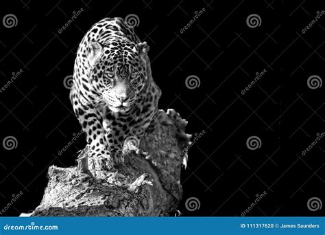 Prowling Leopard Stock Photo Image Of Animals Beauty 111317620