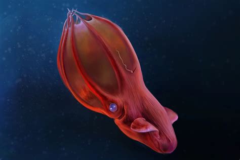 Vampyroteuthis Infernalis Vampire Squid Vampire Squid Cephalopod