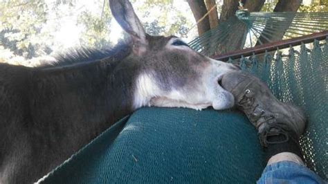 Mike And Pam Mcgroarty With Their Miniature Donkeys Finnegan And Fergus