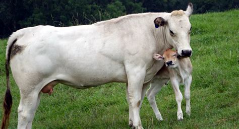 Piedmontese Cattle Alchetron The Free Social Encyclopedia