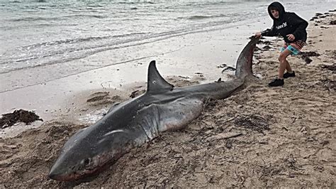 Another Great White Shark Washes Up On Sa West Coast Beach Abc News