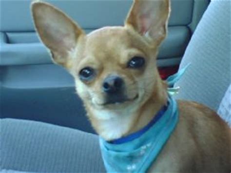 Search for a chihuahua puppy or dog. Chihuahua Puppies in Ohio