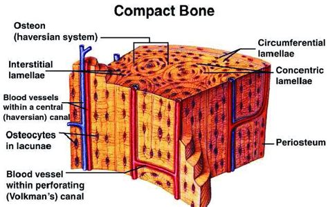 Components Of Compact Bone Diagram Histology Biol 4000 Lecture Notes