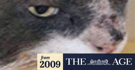 Horrific Act Of Cruelty Cat Survives 13 Shots In Head
