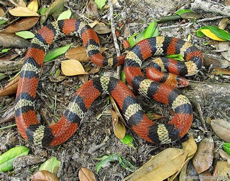 Cemophora Coccinea Scarlet Snake Usa Snakes