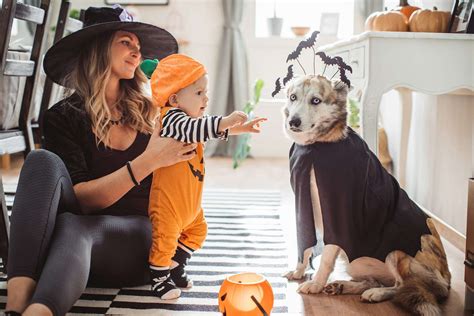 16 Easy Diy Dog Costume Ideas To Try This Halloween Daily Paws