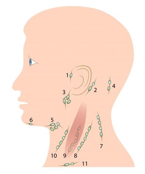 What Is An Occipital Lymph Node With Pictures