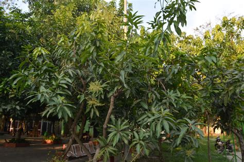 Kebun Botani Digital Klasifikasi Pohon Mangga