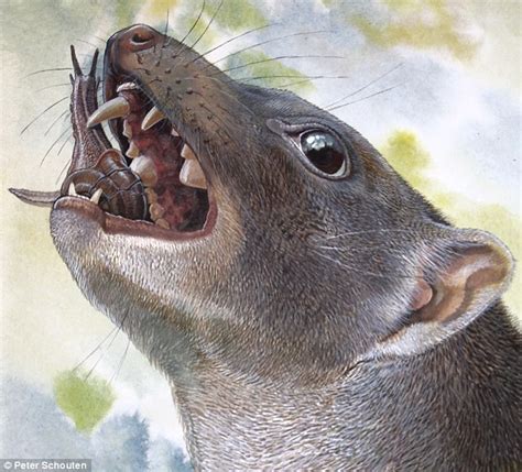 Carnivore With Hammer Like Teeth Lived In Australia 15 Million Years