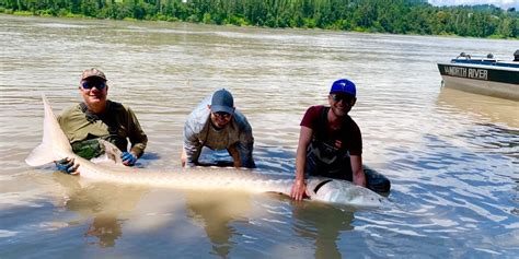 T2 diamond malaysia gallery see results tournament news iskandar malaysia studios seamaster t2 diamond 2019 malaysia has ended with huge success! Fraser River Sturgeon Fishing Report for July 30, 2019 ...