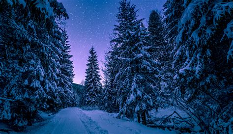 1366x768 Trees Covered With Snow Freezing Forest Winter 5k 1366x768