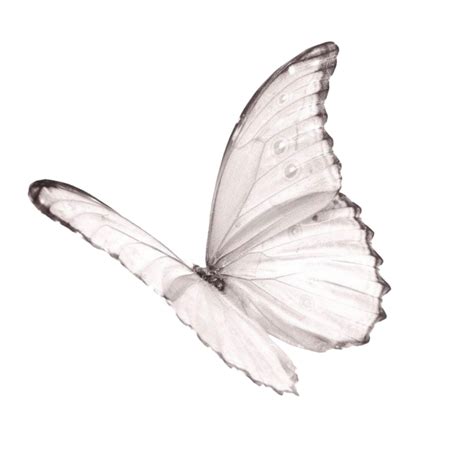 Butterfly Png Tublr Aesthetic White Butterflies Fly 