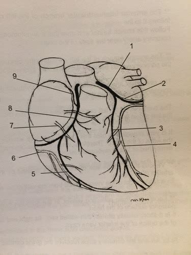 Anatomy Heartcoronary Circulation Flashcards Quizlet