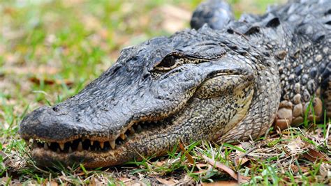 Alligator Hunting Alluring In North Florida Statewide