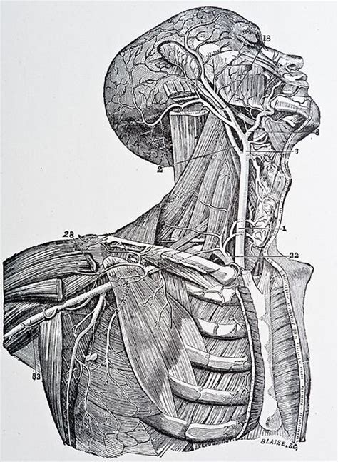 Direct muscle anatomy can be confusing. 617 best images about Halloween: Mad Scientist Lab on Pinterest | Science party, Frankenstein ...