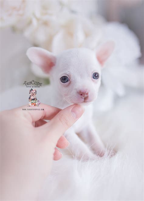 White Chihuahua Puppies For Sale Teacup Puppies And Boutique