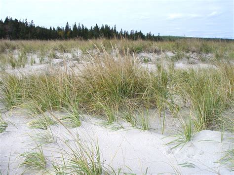 Scientists Identify Genetics Of Native Beach Grass To Help Protect