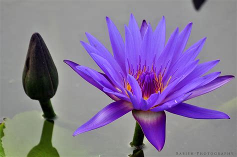 Blue Water Lily Nymphaeaceae Babish Vb Flickr