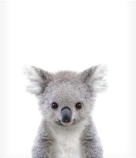 Baby Koala Print Baby Animal Nursery Zoo Animals