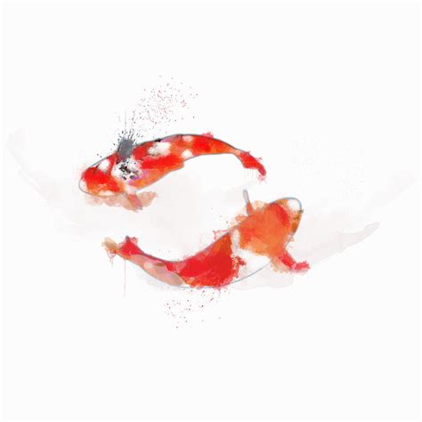 Koi Fish Watercolor Painting By Moresmile