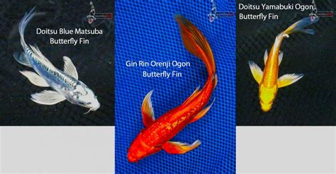 3 New Butterfly Koi