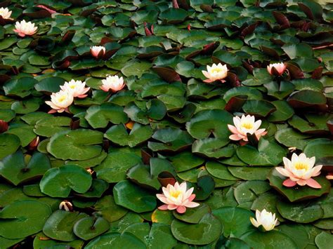 Looking for the best wallpapers? Water Lily Wallpapers - Wallpaper Cave