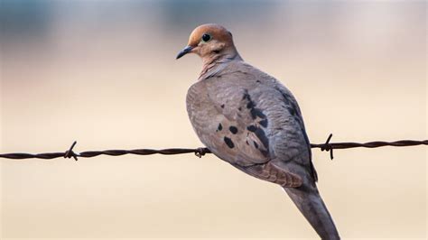 Mourning dove parents one of few birds that feed offspring 'milk'