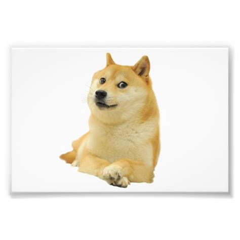 Doge Meme Doge Shibe Doge Dog Cute Doge Photo Print